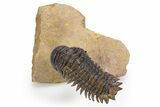 Flying Crotalocephalina Trilobite - Lghaft, Morocco #301943-2